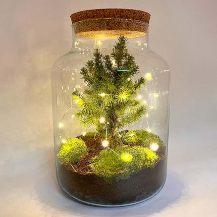Milky Christmas - Plantenterrarium met kerstboom en verlichting - ↑ 30 cm