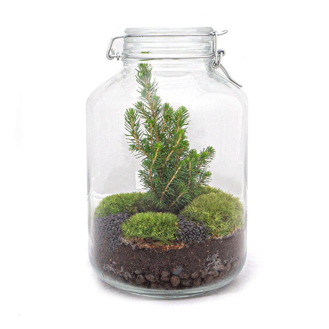 Jar Terrarium Kit - Christmas tree - Bottle Garden -↑ 28 cm