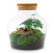 Kit DIY Terrarium • Little Joe • Écosystème avec plantes • ↑ 21,5 cm