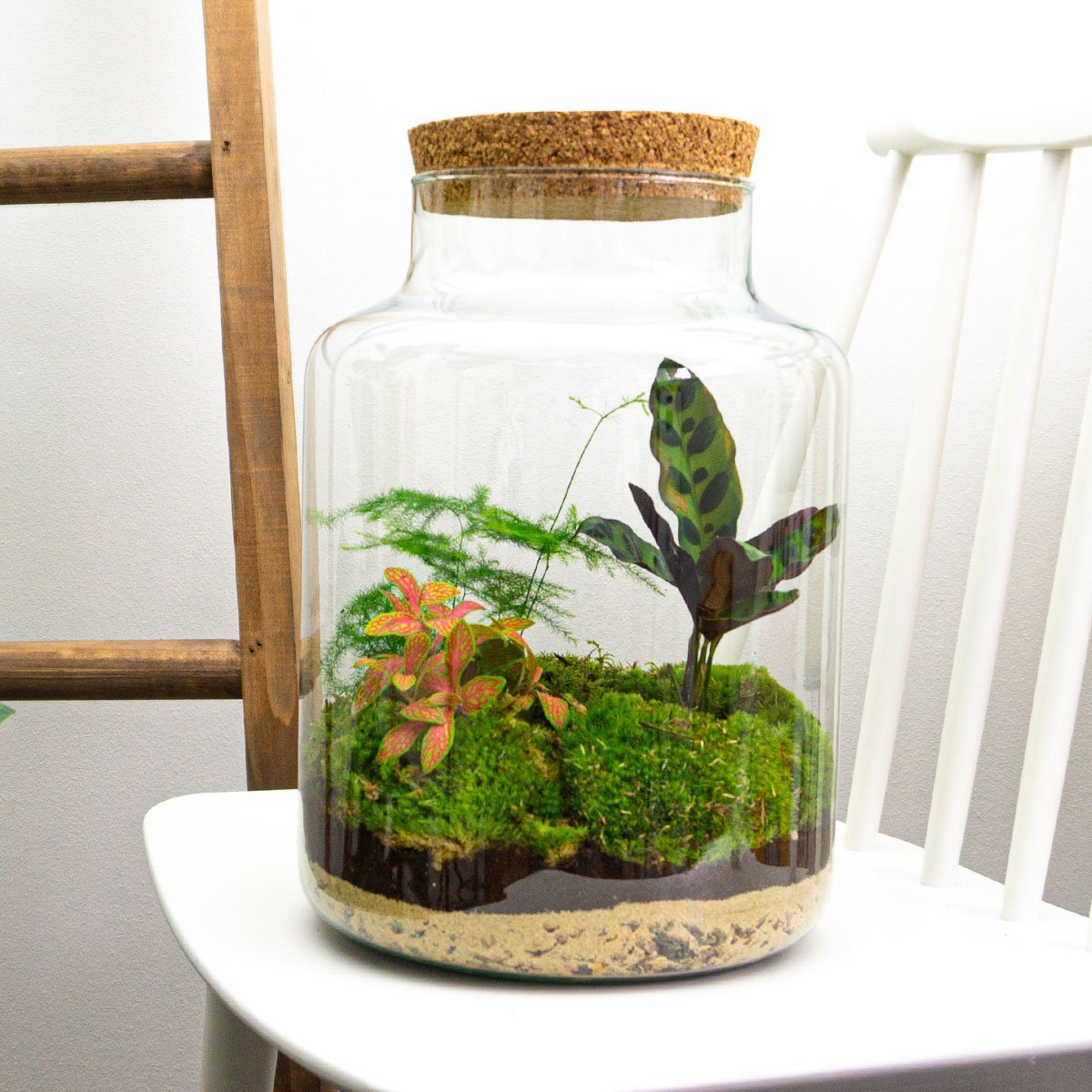 Terrarium DIY kit • 'Milky' • Écosystème avec plantes • ↑ 30 cm