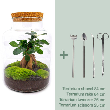 Kit DIY Terrarium • 'Milky' avec bonsaï • Écosystème avec plantes • ↑ 30 cm