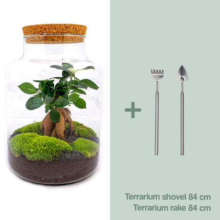 Flaschengarten - Milky mit Bonsai - Ökosystem mit Pflanzen im Glas - ↑ 30 cm