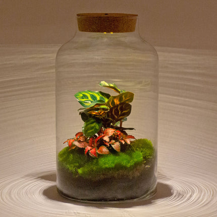Flaschengarten • Milky Calathea led • Pflanzen im Glas mit Licht • ↑ 31 cm