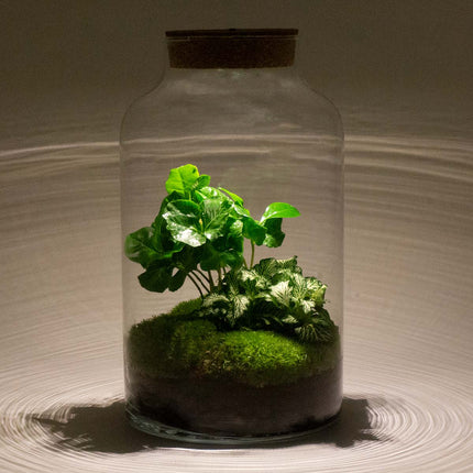 Planten terrarium • Milky Coffea met lamp • Ecosysteem plant • ↑ 31 cm