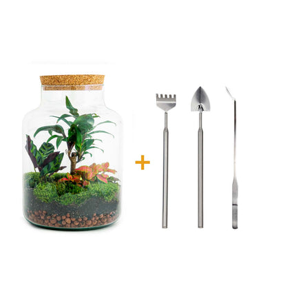 Planten terrarium • Milky Palm • Ecosysteem plant • ↑ 30 cm