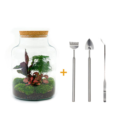 Kit fai da te terrario • Latteo • Ecosistema con piante • ↑ 30 cm