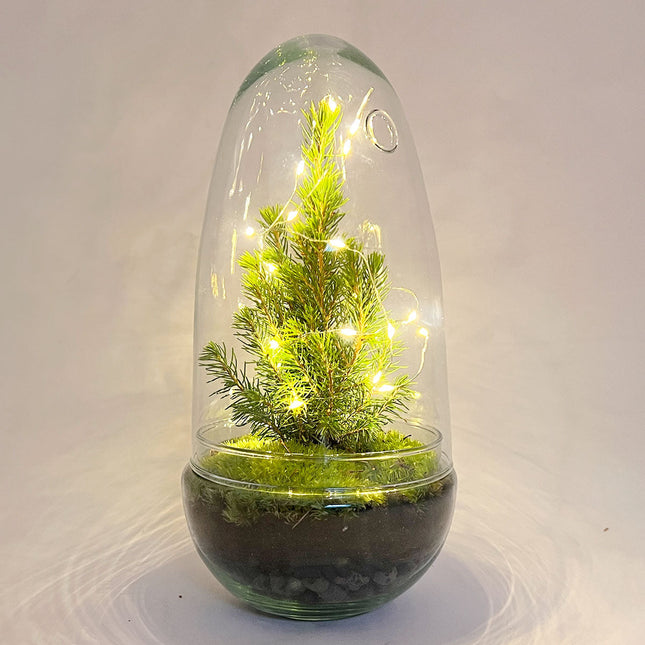 Egg Christmas - Pflanzenterrarium mit Weihnachtsbaum und Beleuchtung - ↑ 25 cm