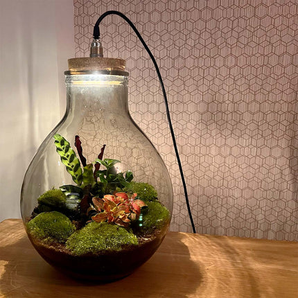 Flaschengarten • Big Paul Red mit Lampe • Ökosystem mit Pflanzen im Glas • ↑ 42 / 52 cm