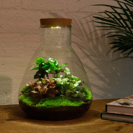 Planten terrarium • Sam Calathea met lamp • Ecosysteem plant met licht • ↑ 30 cm