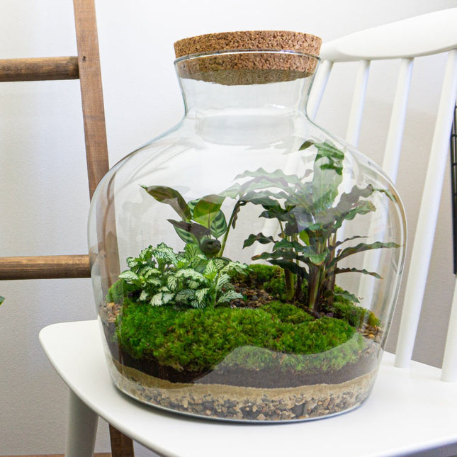 Tropical Jewel Jar DIY Terrarium Kit - 17cm