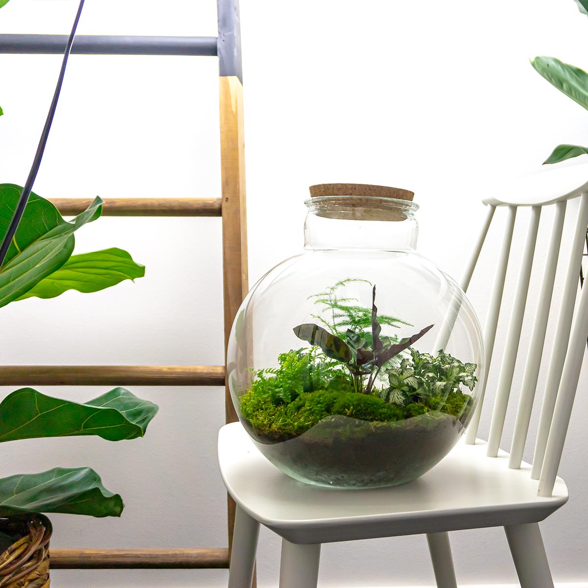 Kit de bricolaje para terrario • Fat Joe • Ecosistema con plantas