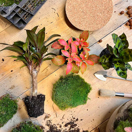 Terrarium DIY Kit • Milky Palm • Ecosystem with plants • ↑ 30 cm