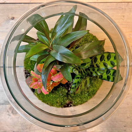 Planten terrarium • Drop XL met palm • Ecosysteem plant • ↑ 37 cm