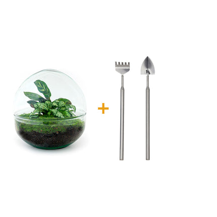 Planten terrarium - Dome - Ecosysteem met planten - ↑ 20 cm