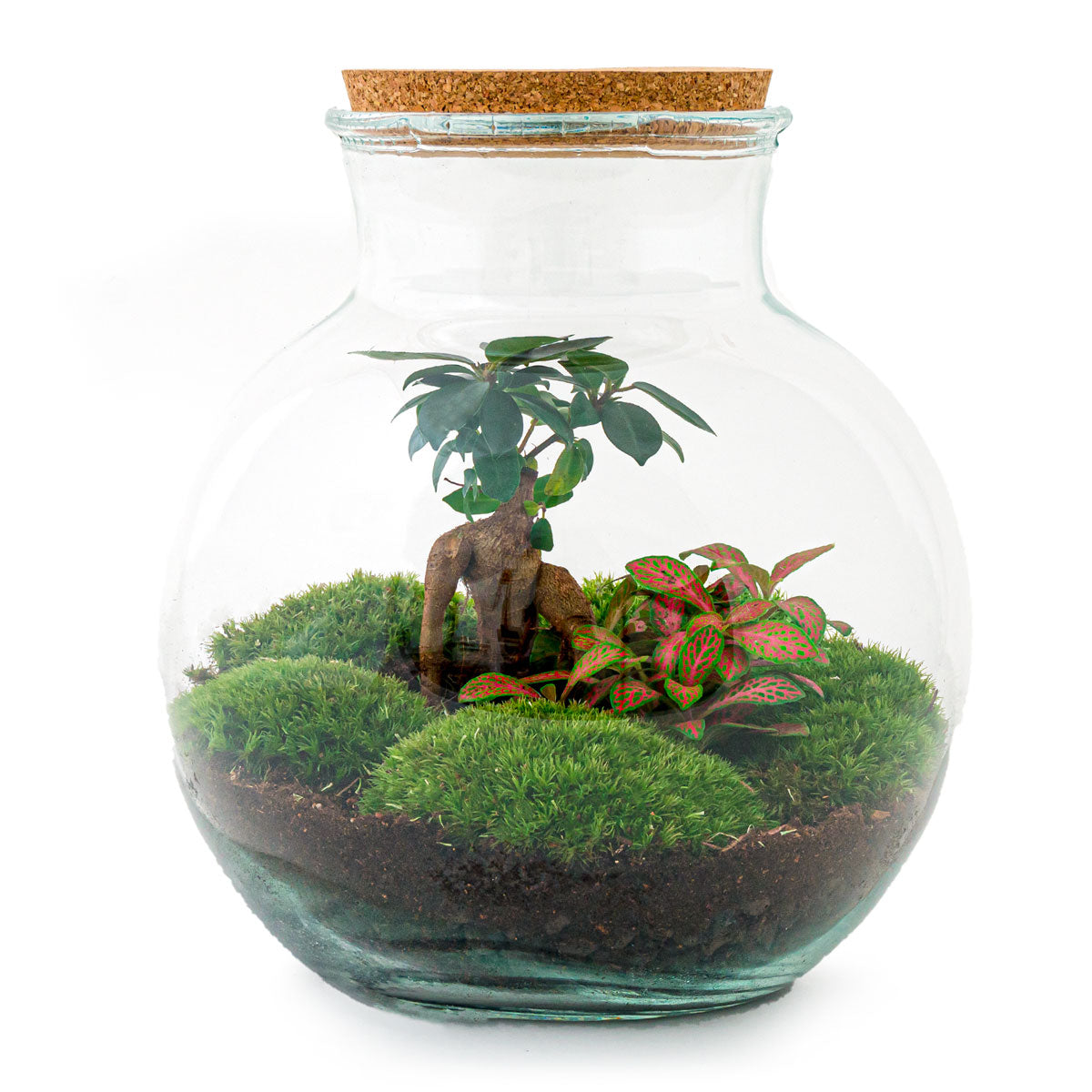 DIY Terrarium Kit: Build Your Own Terrarium with Ficus Bonsai
