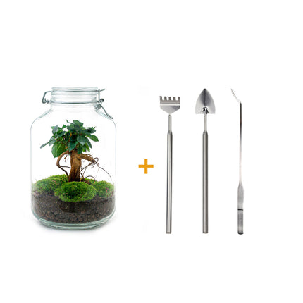 Jar Terrarium Kit - Ficus Ginseng Bonsai - Bottle Garden - ↑ 28 cm