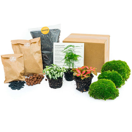 Plant terrarium package - Asparagus - 3 terrarium plants - Refill & Starter package - DIY Terrarium kit