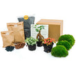 Paquete de terrario de plantas Ficus ginseng Bonsai - Paquete de recarga y de inicio Kit de recarga de terrario de bricolaje