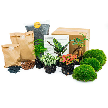 Planten terrarium pakket - 5 terrarium planten - Calathea Lancifolia - Bonsai - Asparagus - Navul & Startpakket DIY terrarium - Mini ecosysteem plant