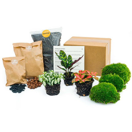 <tc>Paquete de terrario de plantas Coffea Arabica - Paquete de recarga y de inicio Kit de recarga de terrario de bricolaje</tc>