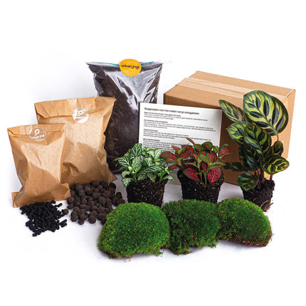 Flaschengarten Paket Calathea Makoyana - 3 Pflanzen - Nachfüll & Starterpaket DIY - Pflanzenterrarium Nachfüllset