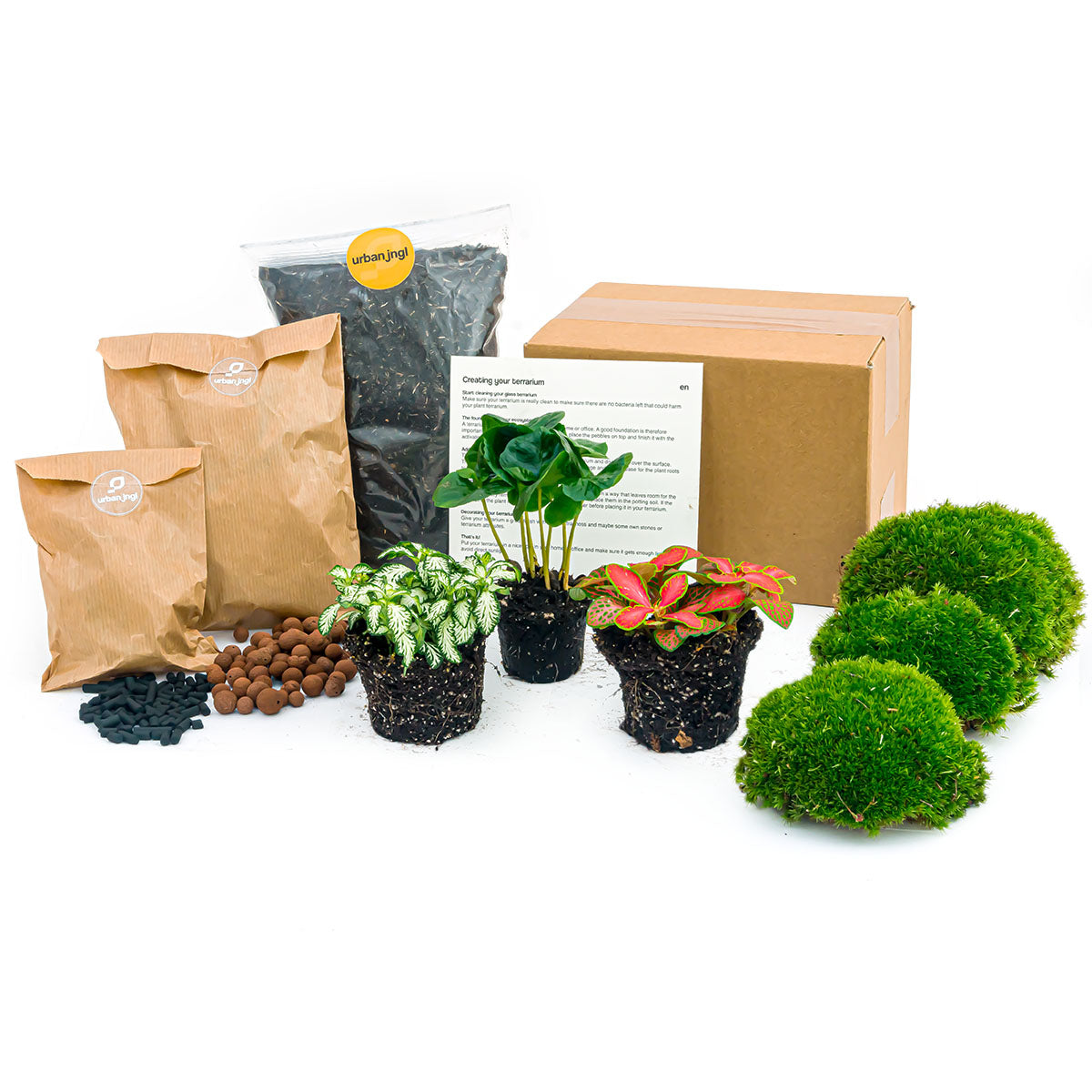 Kit pour terrarium 2 plantes ficus et fittonia rouge DIY