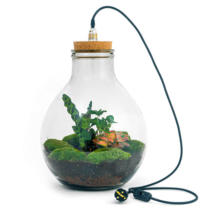 Terrarium DIY Kit • Big Paul Red • Closed Ecosystem with plants • ↑ 42/52 cm