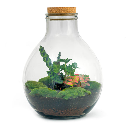 Terrarium DIY Kit • Big Paul Red with led light • Closed Ecosystem with plants • ↑ 52 cm