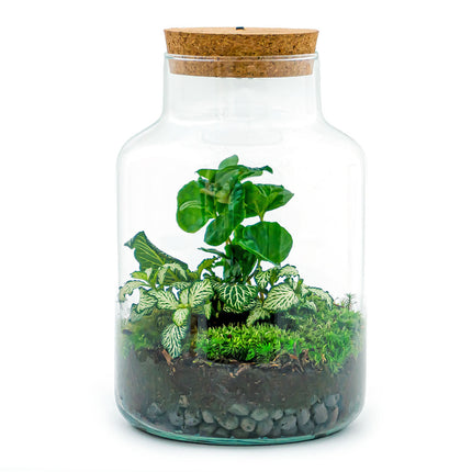 Flaschengarten • Little Milky + Coffea + rote Fittonia + Lampe • Ökosystem mit Pflanzen im Glas • ↑ 25 cm