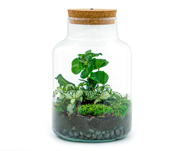 Plant terrarium - Sam Coffea with light - Bottle garden - ↑ 30 cm