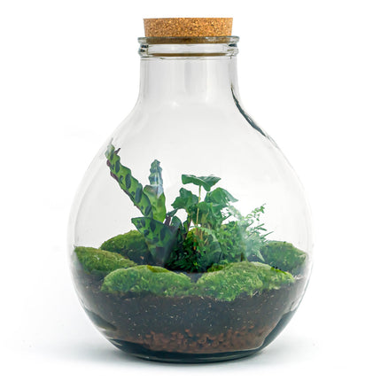 Planten terrarium • Big Paul jungle • Ecosysteem plant • ↑ 42/ 52 cm • DIY