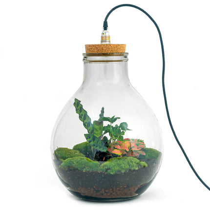Flaschengarten • Big Paul Red mit Lampe • Ökosystem mit Pflanzen im Glas • ↑ 42 / 52 cm