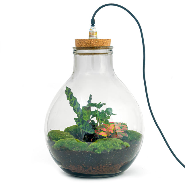 Terrarium DIY Kit - Teddy - Bottle Garden - ↑ 26,5 cm – urbanjngl