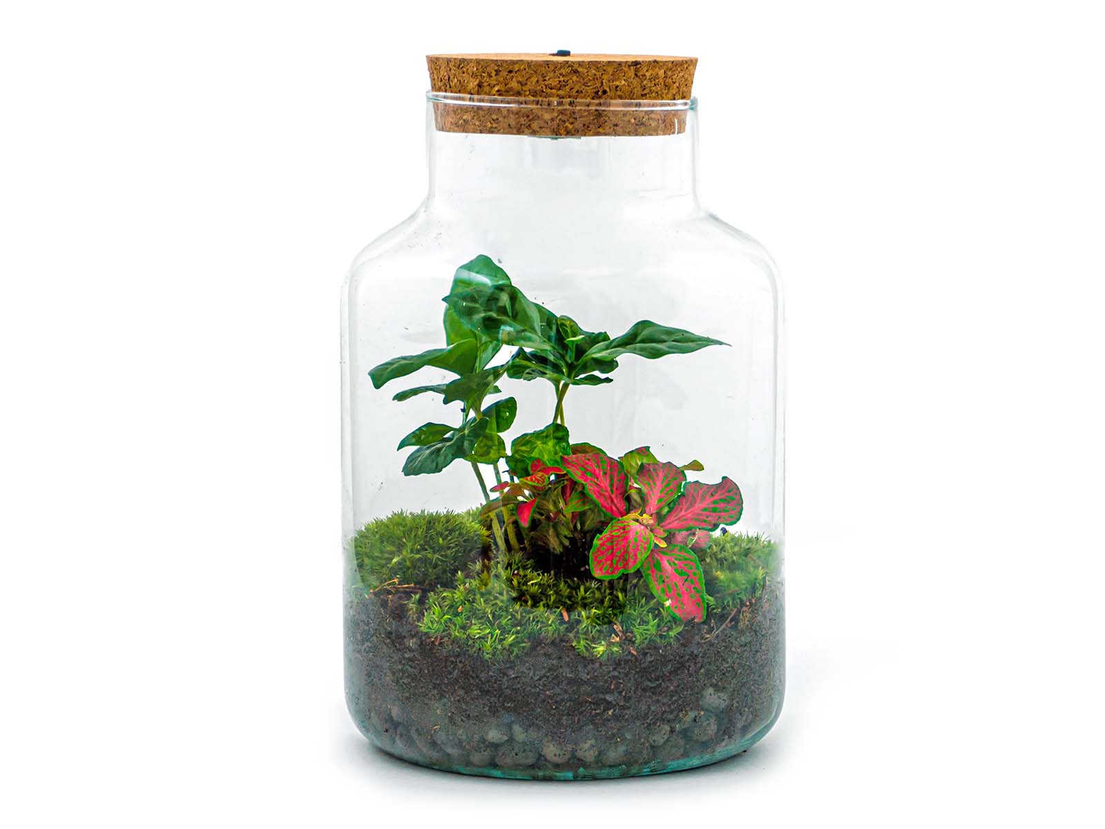 https://urbanjngl.com/cdn/shop/products/planten-terrarium-little-milky-met-lamp-flessentuin.jpg?v=1688553153