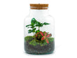 Flaschengarten • Little Milky + Coffea + rote Fittonia + Lampe • Ökosystem mit Pflanzen im Glas • ↑ 25 cm