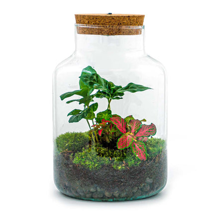 Flaschengarten • Little Milky + Coffea + weiße Fittonia + Lampe • Ökosystem mit Pflanzen im Glas • ↑ 25 cm