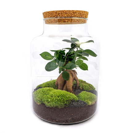 Flaschengarten • Milky mit Bonsai • Ökosystem mit Pflanzen im Glas • ↑ 30 cm