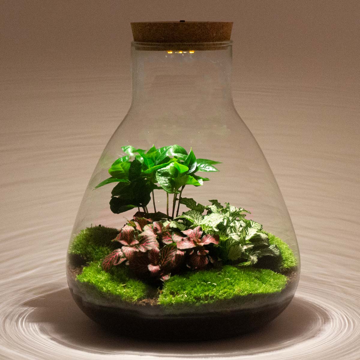 DIY Terrarium Kit with Live Moss Plant and 9 Glass Bottle Jar Container  Planter | Closed Moss Terrarium with Lid (Ball Cork) | Full Set Indoor  Garden