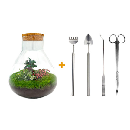 Kit DIY Terrarium • Sam XL • Écosystème avec plantes • ↑ 35 cm