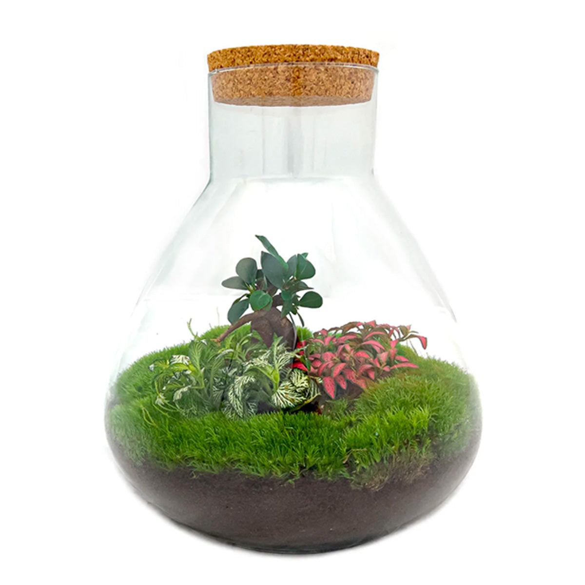 Kit fai da te terrario • Cupola • Ecosistema con piante • ↑ 20 cm