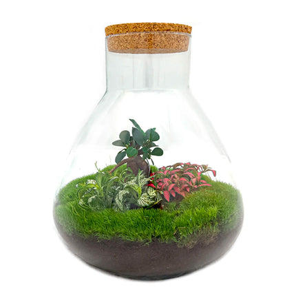 Flaschengarten • Sam XL mit Bonsai im glas • Ficus Ginseng • ↑ 35 cm