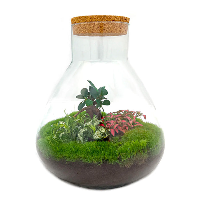 Kit de bricolaje para terrario • Fat Joe • Ecosistema con plantas