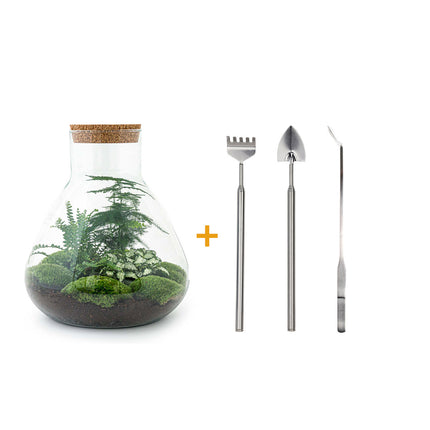 Kit fai da te terrario • Sam XL • Ecosistema con piante • ↑ 35 cm