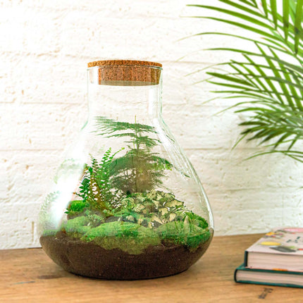 Flaschengarten - Sam XL - Ökosystem mit Pflanzen im Glas - ↑ 35 cm