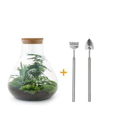 Kit fai da te terrario • Sam XL • Ecosistema con piante • ↑ 35 cm
