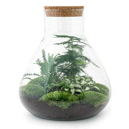 Flaschengarten - Sam XL - Ökosystem mit Pflanzen im Glas - ↑ 35 cm