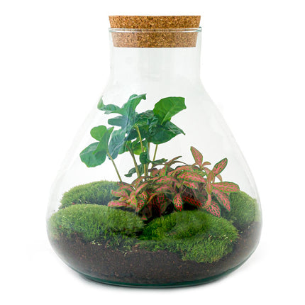 Flaschengarten • Sammie Coffea • Pflanzen im Glas • ↑ 27 cm