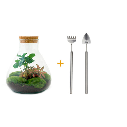 Kit DIY Terrarium • Sammie • Écosystème avec plantes • ↑ 26,5 cm