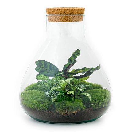Kit Terrario DIY • Sammie • Ecosistema con plantas • ↑ 26,5 cm
