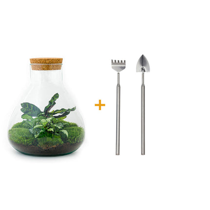 Kit fai da te terrario • Sammie • Ecosistema con piante • ↑ 26,5 cm